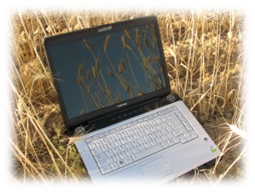 Laptop in wheat field